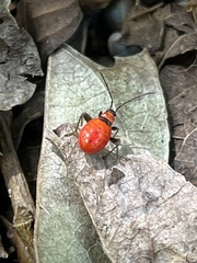 Ectrichodia crux