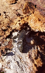 Paraphotistus impressus