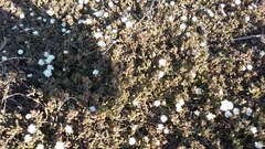 Delosperma litorale