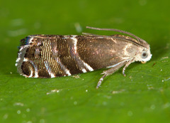 Cydia erotella