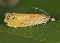 Dichrorampha bittana