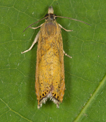 Dichrorampha bittana