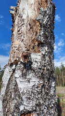 Paraphotistus impressus