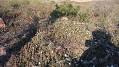 Delosperma litorale