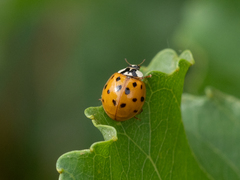 Harmonia axyridis