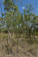 Acacia hammondii