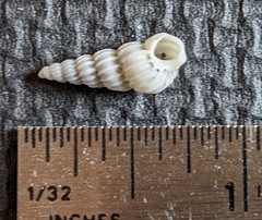 Epitonium indianorum