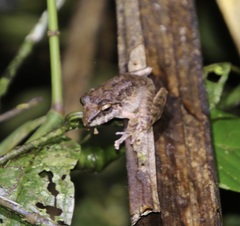 Pristimantis fenestratus