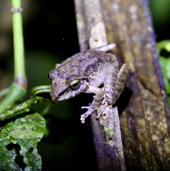 Pristimantis fenestratus