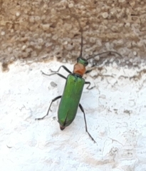 Anogcodes seladonius