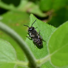 Megachile
