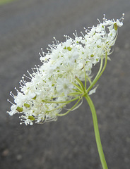 Perideridia bolanderi