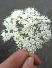 Perideridia bolanderi