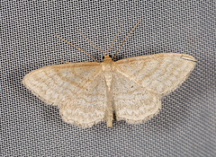 Idaea macilentaria