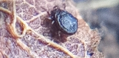 Neoliodidae