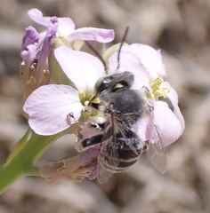 Anthophora bimaculata