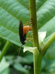 Nematinus fuscipennis