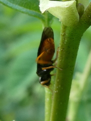 Nematinus fuscipennis