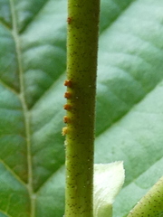 Nematinus fuscipennis