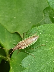 Stenodema holsata