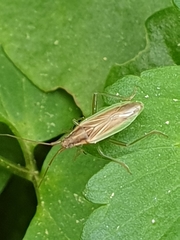 Stenodema holsata