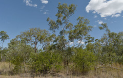 Eucalyptus chartaboma