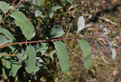 Eucalyptus chartaboma