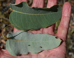 Eucalyptus chartaboma