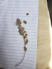 Myriopteris gracilis