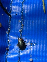 Disonycha xanthomelas