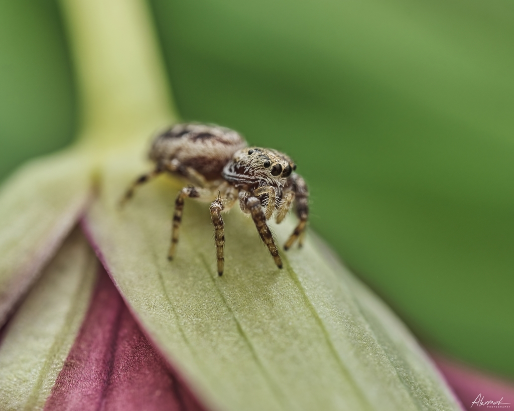 Common White-cheeked Jumping Spider from Guelph, ON N1G 4Z8, Canada on