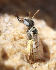 Nomioides minutissimus