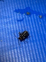 Disonycha xanthomelas