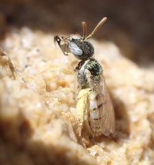 Nomioides minutissimus