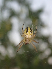 Neoscona adianta