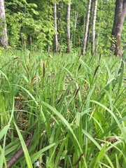Carex pilosa