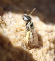 Nomioides minutissimus