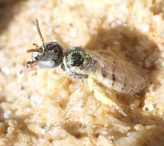 Nomioides minutissimus