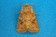 Atypha pulmonaris