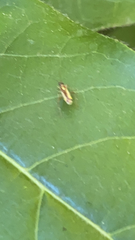 Campyloneura virgula