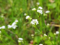 Galium pumilum