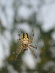 Neoscona adianta