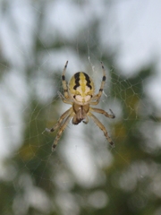 Neoscona adianta