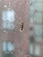 Lepidoptera