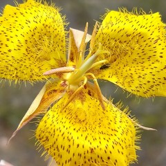 Calochortus weedii