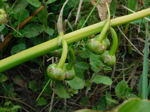 Sagittaria montevidensis