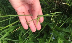 Carex pilosa