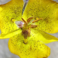 Calochortus weedii