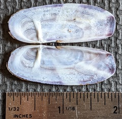 Siliqua