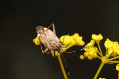 Closterotomus histrio